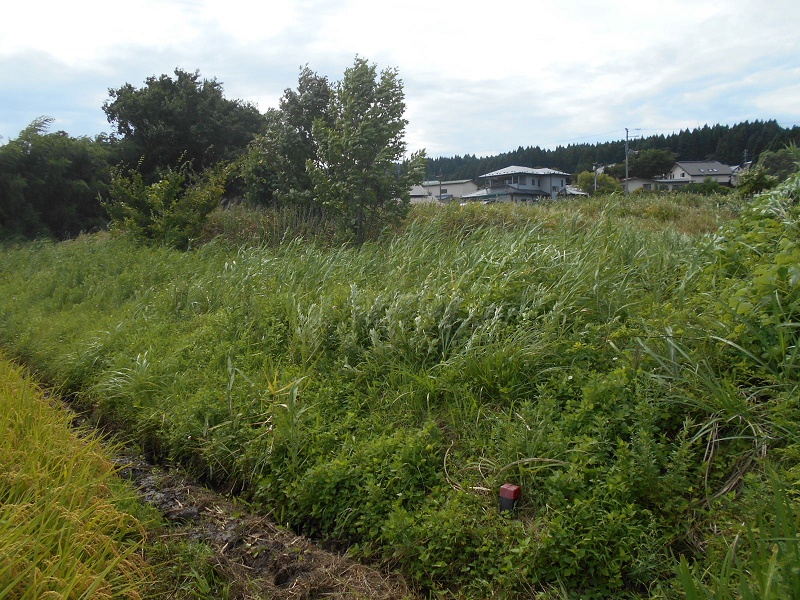 地目　原野